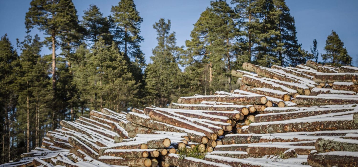 Virkestrave med skog i bakgrunden