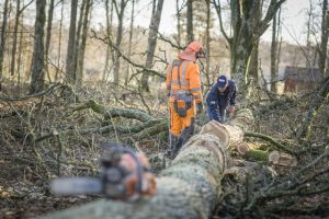 Vi söker Skogsentreprenörer i Skåne