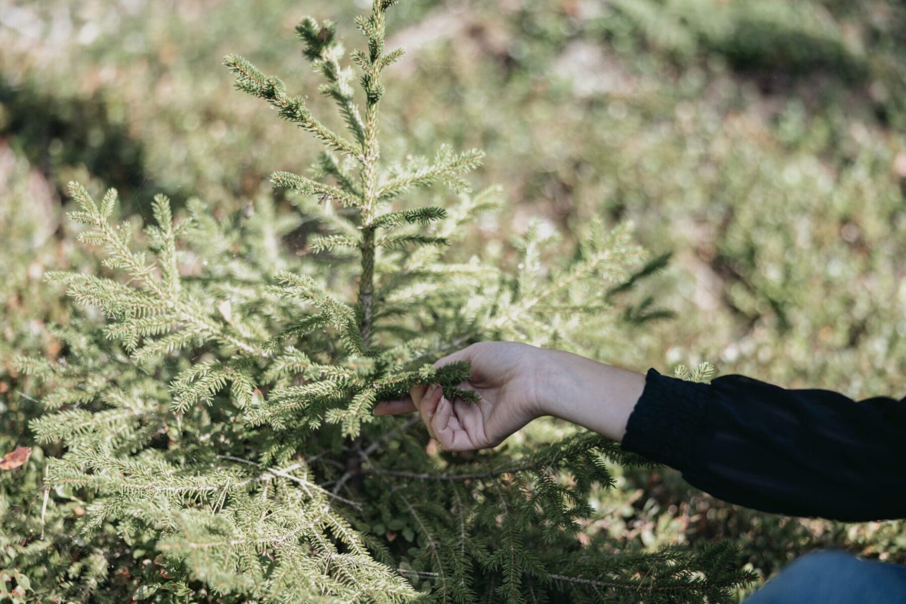 Hand som håller i granplanta.